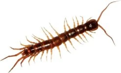 HGX Spray Tegen Kruipend Ongedierte - 12910N - 400ml - Zeer Krachtig Middel - Vlekvrij - Werkt Tot 6 Weken 6 HGX Spray Tegen Kruipend Ongedierte - 12910N - 400ml - Zeer Krachtig Middel - Vlekvrij - Werkt Tot 6 Weken -Tuinverzorgings Winkel 1200x728