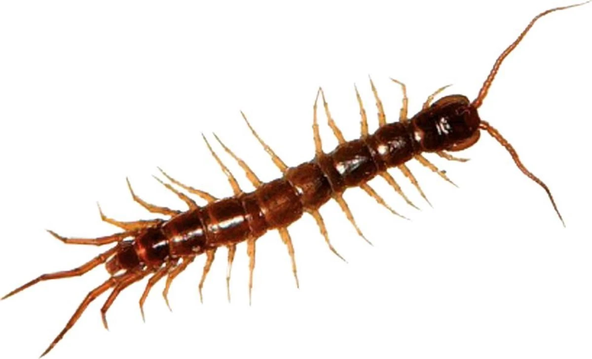 HGX spray tegen kruipend ongedierte - 12910N - 400ml - zeer krachtig middel - vlekvrij - werkt tot 6 weken HGX Spray Tegen Kruipend Ongedierte - 12910N - 400ml - Zeer Krachtig Middel - Vlekvrij - Werkt Tot 6 Weken -Tuinverzorgings Winkel