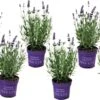 Plant In A Box - Lavandula Angustifolia - Set Van 6 - Winterharde Lavendel Struikjes - Pot 10.5cm - Hoogte 10-15cm 2 Plant In A Box - Lavandula Angustifolia - Set Van 6 - Winterharde Lavendel Struikjes - Pot 10.5cm - Hoogte 10-15cm -Tuinverzorgings Winkel 1200x736 2