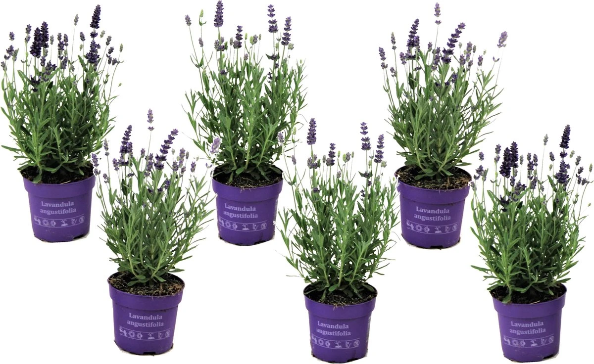 Plant in a Box - Lavandula angustifolia - Set van 6 - Winterharde Lavendel struikjes - Pot 10.5cm - Hoogte 10-15cm Plant In A Box - Lavandula Angustifolia - Set Van 6 - Winterharde Lavendel Struikjes - Pot 10.5cm - Hoogte 10-15cm -Tuinverzorgings Winkel 1200x736 2