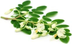 Moringa Oleifera Zaden - Zelf Moringa Oleifera Kweken - Moringa's Finest -Tuinverzorgings Winkel 1200x740 3