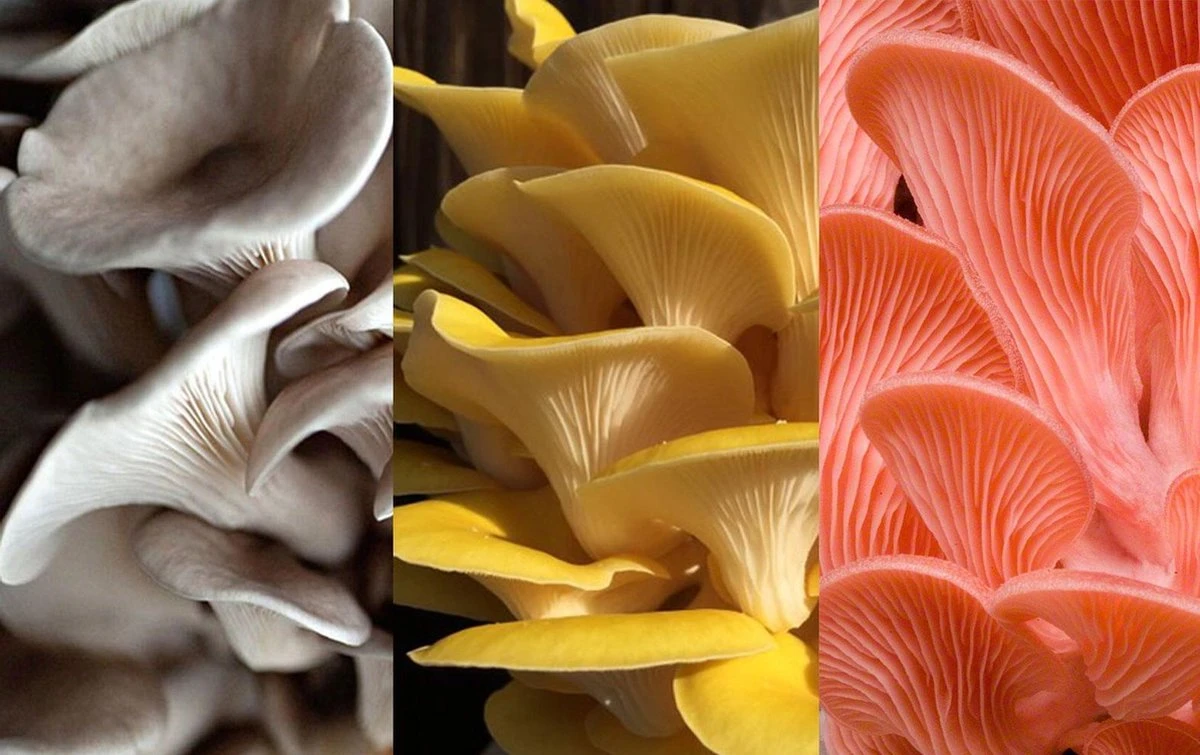 ToshiFarm Broed voor Grijze Gele en Roze Oesterzwammen - Triple Pack - 150 gram ToshiFarm Broed Voor Grijze Gele En Roze Oesterzwammen - Triple Pack - 150 Gram -Tuinverzorgings Winkel 1200x755 2