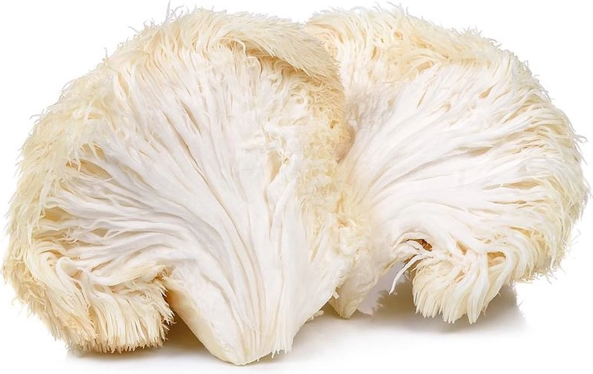 ToshiFarm Broed voor Pruikzwam - 50 gram - Zelf Loins Mane kweken - Broed voor Lions Mane Kweekset ToshiFarm Broed Voor Pruikzwam - 50 Gram - Zelf Loins Mane Kweken - Broed Voor Lions Mane Kweekset -Tuinverzorgings Winkel