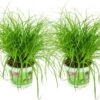 Merkloos ZynesFlora - Cyperus - Kattengras - 2 Stuks - Ø 12 Cm - Hoogte: 25-30 Cm - Kamerplant -Tuinverzorgings Winkel 1200x760 2