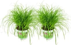 Merkloos ZynesFlora - Cyperus - Kattengras - 2 Stuks - Ø 12 Cm - Hoogte: 25-30 Cm - Kamerplant