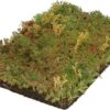 Covergreen Kant-en-klare Sedum Plantenmat -Tuinverzorgings Winkel 1200x781 5