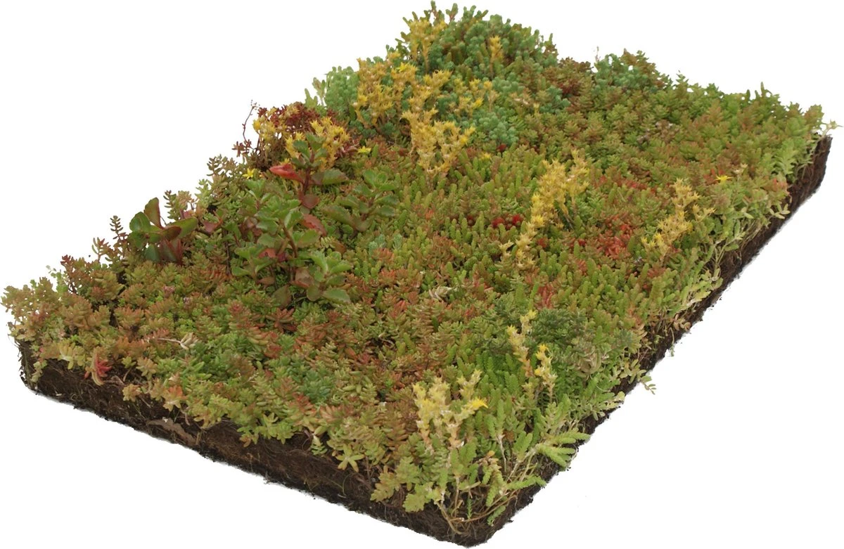 Covergreen kant-en-klare Sedum plantenmat Covergreen Kant-en-klare Sedum Plantenmat -Tuinverzorgings Winkel 1200x781 5