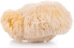 ToshiFarm Broed Voor Pruikzwam - 50 Gram - Zelf Loins Mane Kweken - Broed Voor Lions Mane Kweekset 5 ToshiFarm Broed Voor Pruikzwam - 50 Gram - Zelf Loins Mane Kweken - Broed Voor Lions Mane Kweekset -Tuinverzorgings Winkel 1200x781 6