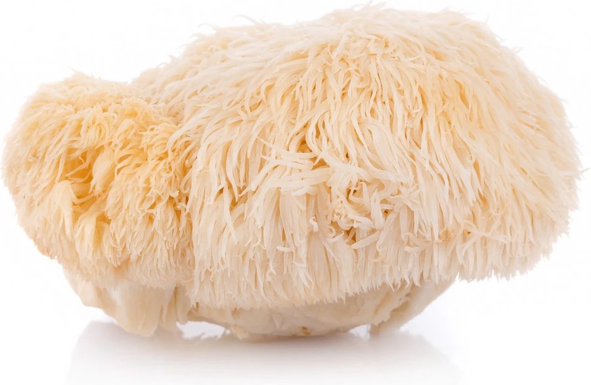 ToshiFarm Broed voor Pruikzwam - 50 gram - Zelf Loins Mane kweken - Broed voor Lions Mane Kweekset ToshiFarm Broed Voor Pruikzwam - 50 Gram - Zelf Loins Mane Kweken - Broed Voor Lions Mane Kweekset -Tuinverzorgings Winkel 1200x781 6