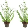 Plant In A Box - Eucalyptus Pulverulenta 'Baby Blue' - Set Van 2 - Pot 13cm - Hoogte 25-40cm -Tuinverzorgings Winkel 1200x781 7