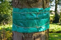 ECOstyle Lijmband Beschermt Tegen Schadelijke Insecten - Werkt Tegen Mieren, Wintervlinder, Bladluis En Meer - Weerbestendig - 2,5 M Lijmband & 6 M Touw -Tuinverzorgings Winkel 1200x794 8