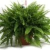 Koopjetuinspul Krulvaren Nephrolepis - Kamerplant - ↑ 60 CM -Tuinverzorgings Winkel 1200x795 4