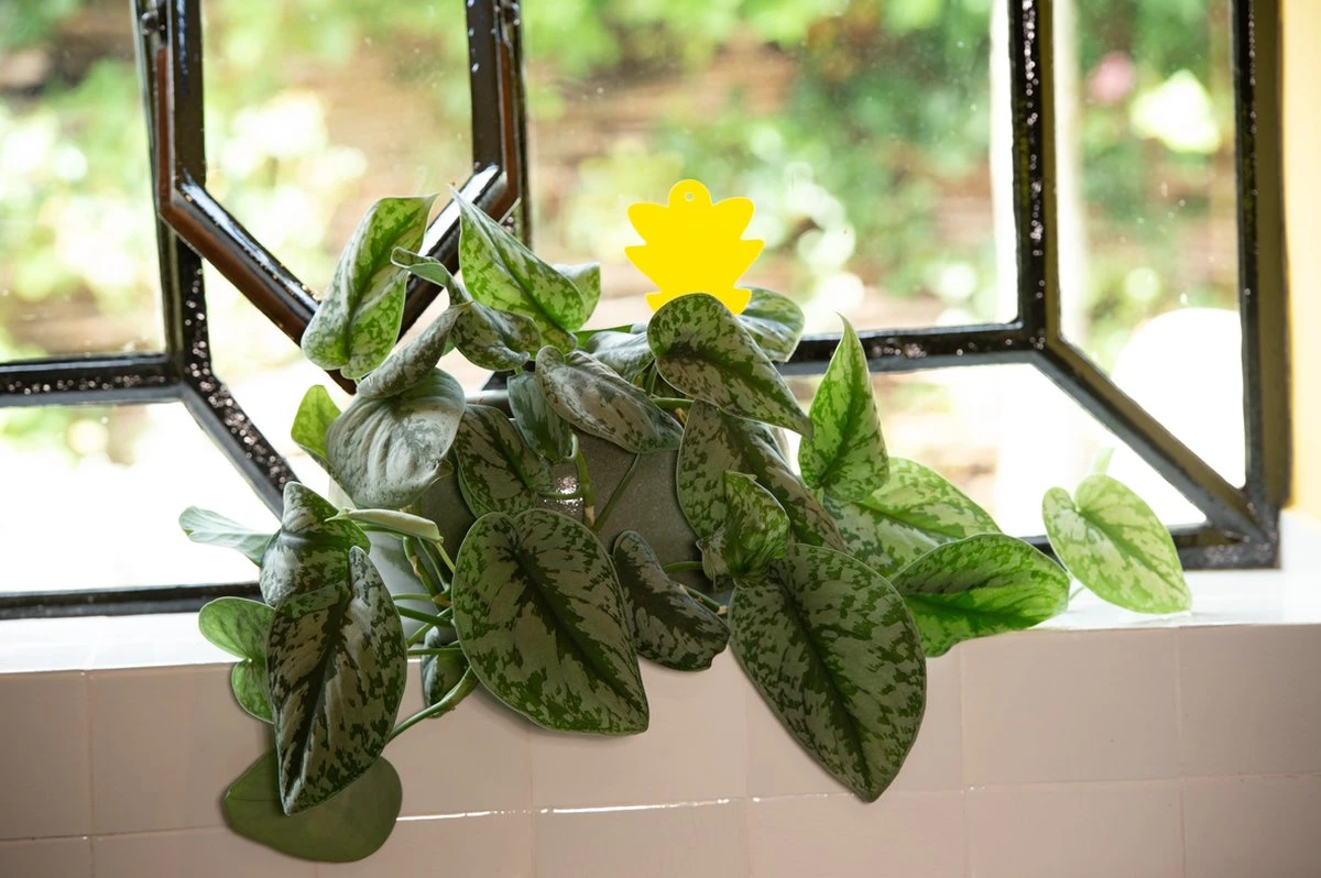 Decofixer - vliegjes in plant vanger - rouwvliegjes bestrijden - varenrouwmug plakstrips - plakkaartjes - vangplaatjes - potgrondvliegjes -20 stuks Decofixer - Vliegjes In Plant Vanger - Rouwvliegjes Bestrijden - Varenrouwmug Plakstrips - Plakkaartjes - Vangplaatjes - Potgrondvliegjes -20 Stuks -Tuinverzorgings Winkel 1200x798 24