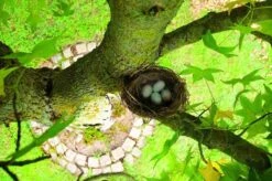 Gardigo Kattenafweergordel -Tuinverzorgings Winkel 1200x799 180