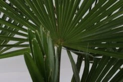 Winterharde Plamboom - Trachycarpus Fortunei 130cm 4 Winterharde Plamboom - Trachycarpus Fortunei 130cm -Tuinverzorgings Winkel 1200x799 190