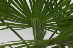 Winterharde Palmboom - Trachycarpus Fortunei 100cm 4 Winterharde Palmboom - Trachycarpus Fortunei 100cm -Tuinverzorgings Winkel 1200x799 191