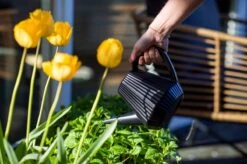 Xala - Gieter Doppio Groove 2L Olijfgrijs -Tuinverzorgings Winkel 1200x799 230