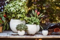 Capi Europe - Set Van 3 - Bloempot Binnen - Rib Ivoor 4 Capi Europe - Set Van 3 - Bloempot Binnen - Rib Ivoor -Tuinverzorgings Winkel 1200x799 236