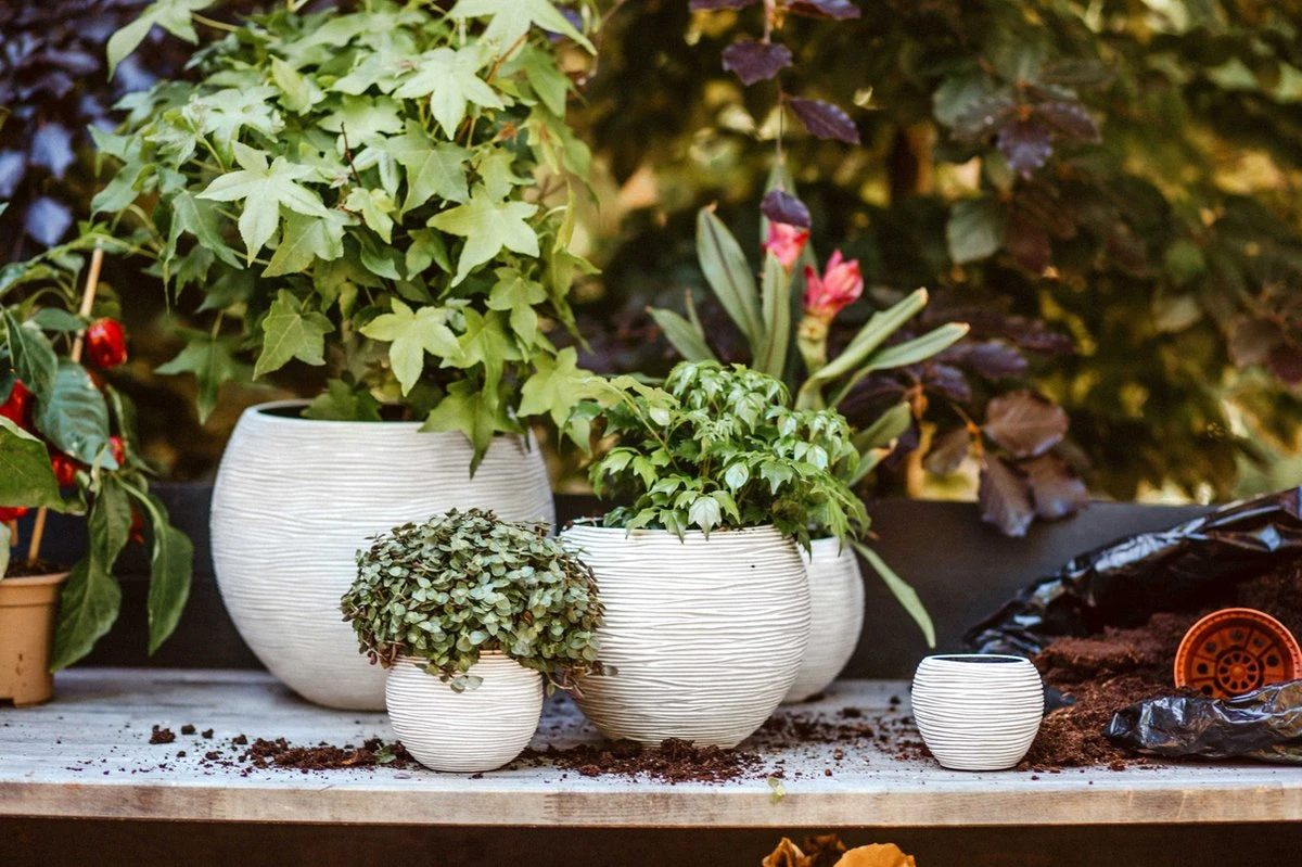 Capi Europe - Set van 3 - Bloempot binnen - Rib ivoor Capi Europe - Set Van 3 - Bloempot Binnen - Rib Ivoor -Tuinverzorgings Winkel 1200x799 236