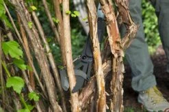 GARDENA - SlimCut Takkenschaar -28mm- Met Hefboommechanisme 5 GARDENA - SlimCut Takkenschaar -28mm- Met Hefboommechanisme -Tuinverzorgings Winkel 1200x799 94