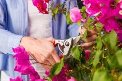 Felco 14 Snoeischaar | Ergonomisch | Voor Kleine Handen -Tuinverzorgings Winkel 1200x800 104