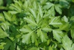 Groene Munt Mentha Spicata - Frisse Muntsmaak. -Tuinverzorgings Winkel 1200x800 314