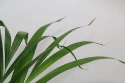 Areca In Siermand Guusje Naturel – Luchtzuiverende Kamerplant – Eenvoudig Te Onderhouden Goudpalm - ↕55-70cm - Ø18 – Geleverd Met Plantenpot – Vers Uit De Kwekerij 5 Areca In Siermand Guusje Naturel – Luchtzuiverende Kamerplant – Eenvoudig Te Onderhouden Goudpalm - ↕55-70cm - Ø18 – Geleverd Met Plantenpot – Vers Uit De Kwekerij -Tuinverzorgings Winkel 1200x800 315