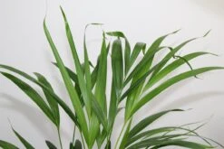 Areca In Siermand Guusje Naturel – Luchtzuiverende Kamerplant – Eenvoudig Te Onderhouden Goudpalm - ↕55-70cm - Ø18 – Geleverd Met Plantenpot – Vers Uit De Kwekerij 6 Areca In Siermand Guusje Naturel – Luchtzuiverende Kamerplant – Eenvoudig Te Onderhouden Goudpalm - ↕55-70cm - Ø18 – Geleverd Met Plantenpot – Vers Uit De Kwekerij -Tuinverzorgings Winkel 1200x800 316