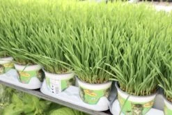 Kattengras - Gerst - Huisdier - Diervriendelijke Kamerplant - Triticum Aestivum - Potmaat Ø12cm - 2 Stuks -Tuinverzorgings Winkel 1200x800 318