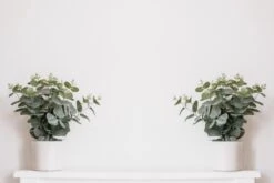 Eucalyptus Gunnii - Gomboom - Heester - Groenblijvend - ⌀17 Cm - 40-50 Cm 5 Eucalyptus Gunnii - Gomboom - Heester - Groenblijvend - ⌀17 Cm - 40-50 Cm -Tuinverzorgings Winkel 1200x800 323