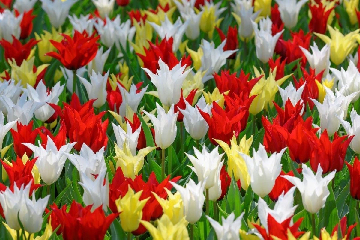 25 Tulpenbollen Chic Mix - Bloembollen mix - Tulpen mix - Bollen - Bulbs - Tulip - Flowerbulbs - Flowers - Tuin tulpen - Bloemen 25 Tulpenbollen Chic Mix - Bloembollen Mix - Tulpen Mix - Bollen - Bulbs - Tulip - Flowerbulbs - Flowers - Tuin Tulpen - Bloemen -Tuinverzorgings Winkel 1200x800 325