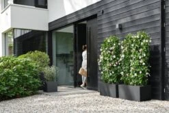 Elho Vivo Next Vierkant 30 - Plantenbak Voor Binnen & Buiten - Ø 29.5 X H 29.5 Cm - Zwart/Living Black 14 Elho Vivo Next Vierkant 30 - Plantenbak Voor Binnen & Buiten - Ø 29.5 X H 29.5 Cm - Zwart/Living Black -Tuinverzorgings Winkel 1200x800 442