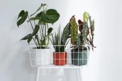 Elho B.for Soft Rond 25 - Bloempot Voor Binnen - Ø 24.7 X H 23.3 Cm - Antraciet 8 Elho B.for Soft Rond 25 - Bloempot Voor Binnen - Ø 24.7 X H 23.3 Cm - Antraciet -Tuinverzorgings Winkel 1200x800 455