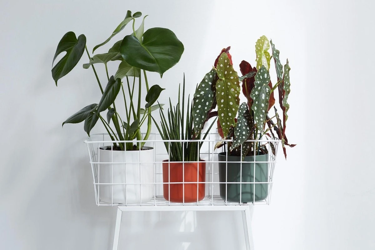 Elho B.for Soft Rond 25 - Bloempot voor binnen - Ø 24.7 x H 23.3 cm - Antraciet Elho B.for Soft Rond 25 - Bloempot Voor Binnen - Ø 24.7 X H 23.3 Cm - Antraciet -Tuinverzorgings Winkel 1200x800 455