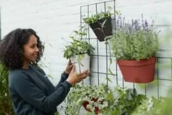 Elho Loft Urban Green Wall Rek 48 - Accessoires Voor Buiten - Ø 47.3 X H 59.0 Cm - Zwart/Living Black -Tuinverzorgings Winkel 1200x800 466