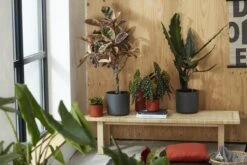 Elho B.for Soft Rond 30 - Bloempot Voor Binnen - Ø 29.5 X H 27.6 Cm - Antraciet -Tuinverzorgings Winkel 1200x800 476