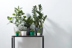 Elho B.for Soft Rond 30 - Bloempot Voor Binnen - Ø 29.5 X H 27.6 Cm - Antraciet -Tuinverzorgings Winkel 1200x800 477