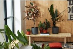 Elho B.for Soft Rond 25 - Bloempot Voor Binnen - Ø 24.7 X H 23.3 Cm - Antraciet 11 Elho B.for Soft Rond 25 - Bloempot Voor Binnen - Ø 24.7 X H 23.3 Cm - Antraciet -Tuinverzorgings Winkel 1200x807 6