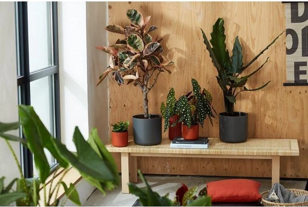 Elho B.for Soft Rond 25 - Bloempot voor binnen - Ø 24.7 x H 23.3 cm - Antraciet Elho B.for Soft Rond 25 - Bloempot Voor Binnen - Ø 24.7 X H 23.3 Cm - Antraciet -Tuinverzorgings Winkel 1200x807 6