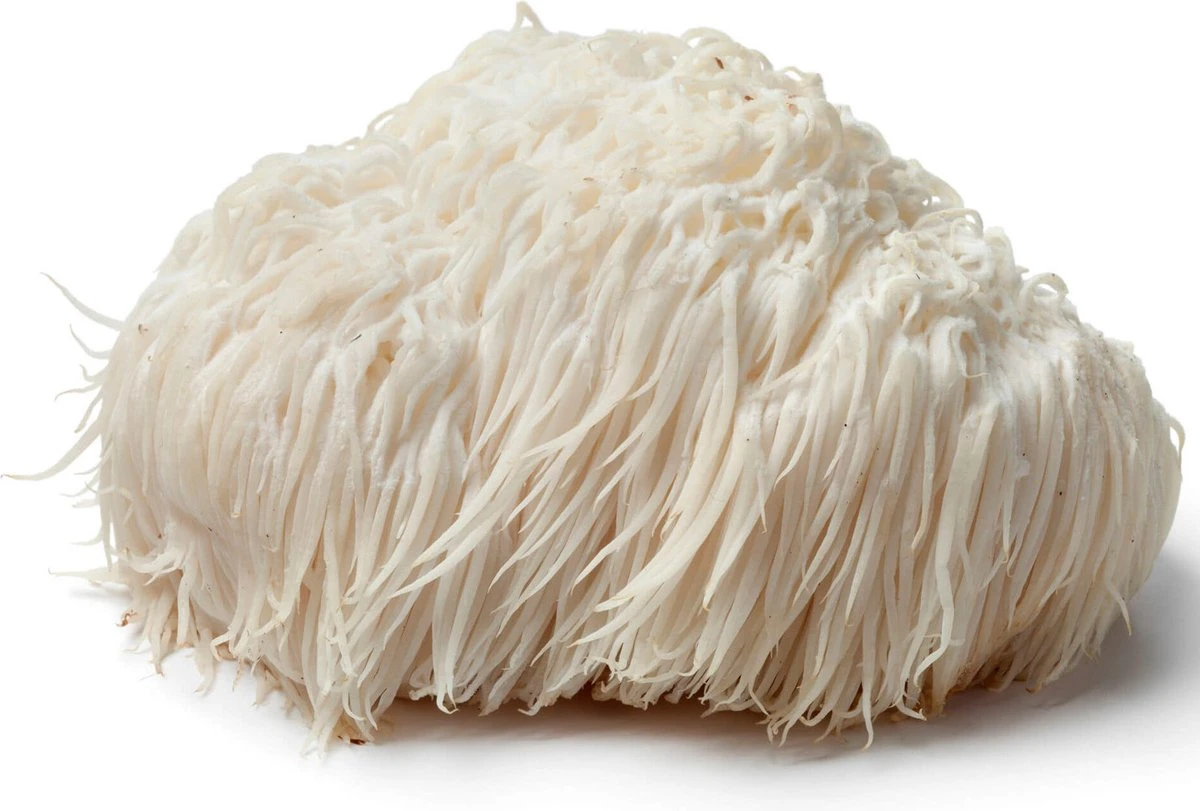 ToshiFarm Broed voor Pruikzwam - 50 gram - Zelf Loins Mane kweken - Broed voor Lions Mane Kweekset ToshiFarm Broed Voor Pruikzwam - 50 Gram - Zelf Loins Mane Kweken - Broed Voor Lions Mane Kweekset -Tuinverzorgings Winkel 1200x811 2
