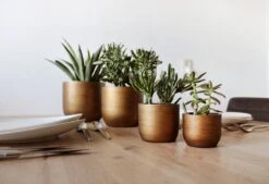 Capi Europe - Set Van 4 - Bloempot Binnen - Retro - - Goud - Bloempot Voor Binnen - BOX-BRTG-4 -Tuinverzorgings Winkel 1200x820 5