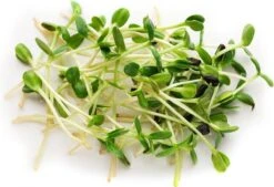 Biologische Broccoli Kiemzaden 250 Gram -Tuinverzorgings Winkel 1200x822 2