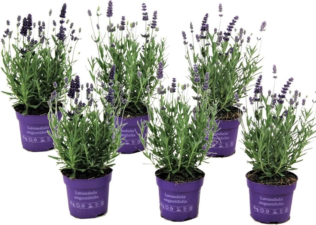 Plant in a Box - Lavandula angustifolia - Set van 6 - Winterharde Lavendel struikjes - Pot 10.5cm - Hoogte 10-15cm Plant In A Box - Lavandula Angustifolia - Set Van 6 - Winterharde Lavendel Struikjes - Pot 10.5cm - Hoogte 10-15cm -Tuinverzorgings Winkel 1200x855 3