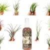 Tillandsia Luchtplantjes Mix Medium - Airplants - 10 Stuks + Tillandsia Spray