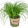 Cyperus Alternifolius 'Zumula' - Kattengras - Kamerplant - Huisdiervriendelijk - ⌀12 Cm - 20-25 Cm -Tuinverzorgings Winkel 1200x876 4