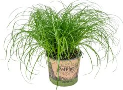 Cyperus Alternifolius 'Zumula' - Kattengras - Kamerplant - Huisdiervriendelijk - ⌀12 Cm - 20-25 Cm