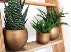 Capi Europe - Bloempot Bol Retro XL - 42x41 - Goud - Bloempot Voor Binnen - Opening ⌀36 - RTG933 5 Capi Europe - Bloempot Bol Retro XL - 42x41 - Goud - Bloempot Voor Binnen - Opening ⌀36 - RTG933 -Tuinverzorgings Winkel 1200x876 7