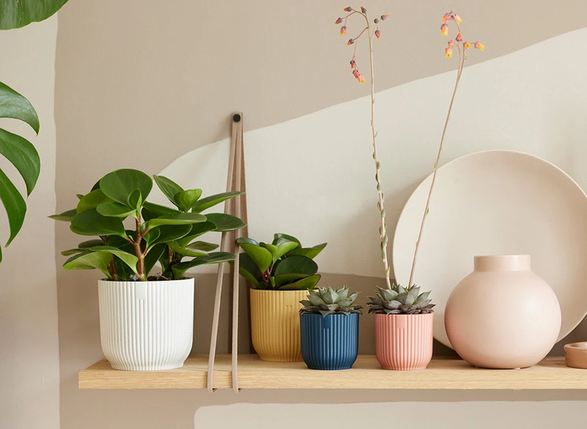 Elho Vibes Fold Rond Wielen 35 - Bloempot voor Binnen - Ø 34.9 x H 32.4 cm - Zijdewit Elho Vibes Fold Rond Wielen 35 - Bloempot Voor Binnen - Ø 34.9 X H 32.4 Cm - Zijdewit -Tuinverzorgings Winkel 1200x879 6