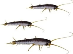 HGX Spray Tegen Zilvervisjes - 13463N - 400ml - Effectief Tegen Zilvervisjes - Vlekvrij - Werkt Tot 6 Weken 5 HGX Spray Tegen Zilvervisjes - 13463N - 400ml - Effectief Tegen Zilvervisjes - Vlekvrij - Werkt Tot 6 Weken -Tuinverzorgings Winkel 1200x887 2