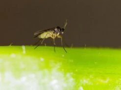 Aaltjes Tegen Rouwvliegjes 13m² - Rouwvliegjes Bestrijden - Biologisch Rouwvliegjes Bestrijden - Steinernema Feltiae - Trips Bestrijden - Mineervliegen Bestrijden - Varenrouwmug Bestrijden - Emelten Bestrijden - 6 Miljoen Aaltjes